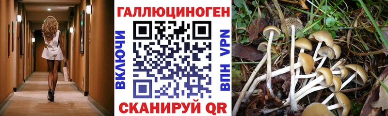 закладки  блэк спрут зеркало  Псилоцибиновые грибы Psilocybine cubensis  Заводоуковск 